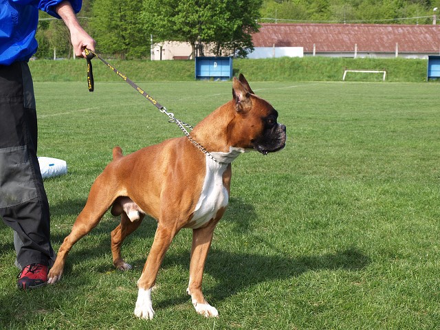 www.atibox.net * www.euroboxer.eu * www.boxergenealogia.eu